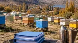 Erzincan’da arıcılık destekleri için başvuru süresi uzatıldı