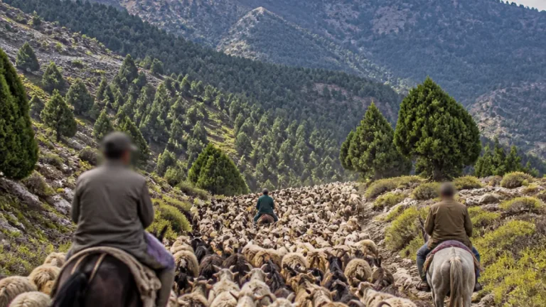 Adaklı yaylalarındaki göçerler sürüleriyle memleketlerine doğru yola çıktı